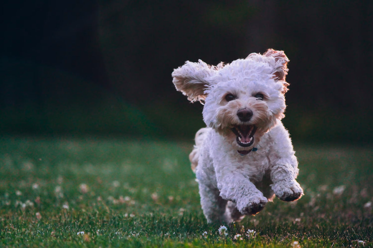 Dog Products