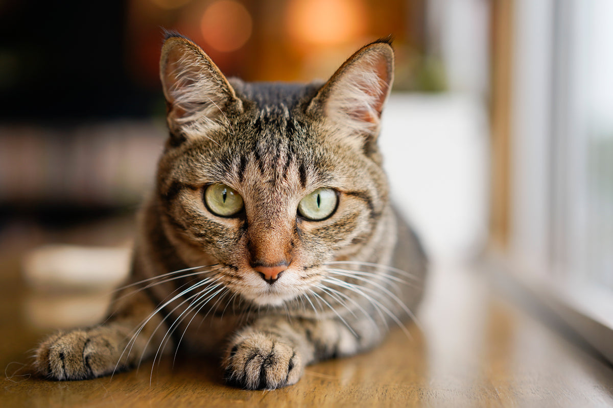 Cat Products